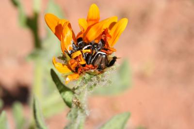 Hopliinae sp. N. Cape Richtersveld Modderfontein  S 28.7 1.JPG