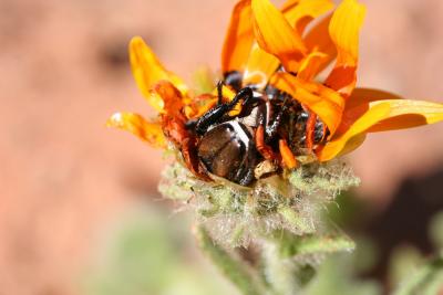 Hopliinae sp. N. Cape Richtersveld Modderfontein  S 28.77.76.JPG