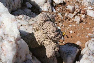 Larryleachia sp. N. Cape Richtersveld N. P. Maer 1.JPG