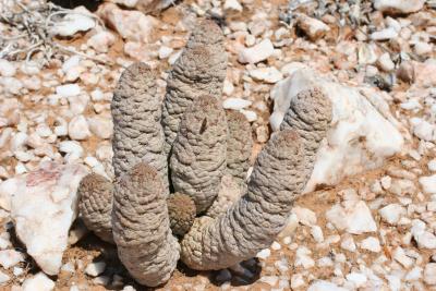 Larryleachia cactiformis N. Cape Richtersveld N. P. Maerpoor.JPG