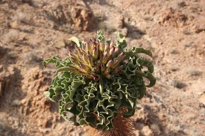 Pachypodium namaquanum N. Cape Richtersveld N. P. Spring 2.JPG