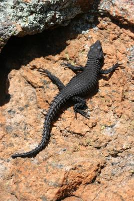 Cordylus peersi N. Cape Skilpad Nature Reserve Kamieskroon.JPG