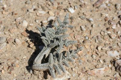 Crassula cfr. muscosa Lichen Field   N. Cape Alexander Bay 1.JPG