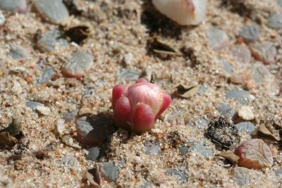 Fenestraria rhopalophylla  N. Cape Port Nolloth 1.IX.2005 12.JPG