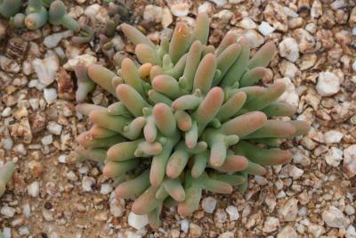 Dactylopsis digitata  W. Cape Knersvlakte 7.IX.2005 128.JPG