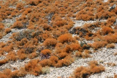 Lichen Field   N. Cape Alexander Bay 1.IX.2005 18.JPG