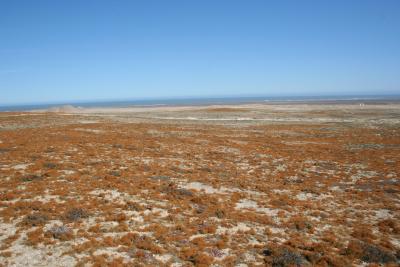 Lichen Field   N. Cape Alexander Bay 1.IX.2005 27.JPG