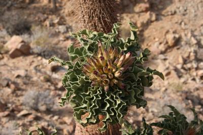 Pachypodium namaquanum N. Cape Richtersveld N. P. Spring 1.JPG