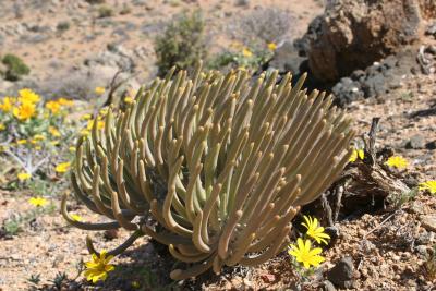 N. Cape Richtersveld N. P. Domorong Pass 3.IX.2005 28.JPG