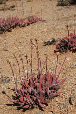 Crassula sp. N. Cape Richtersveld N. P. Domorong Pass 3.IX.2005 80.JPG