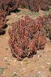 Aloe pearsonii N. Cape Richtersveld N.P. Helskloof 5.IX. 2.JPG