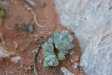 Crassula sp. N. Cape Richtersveld Modderfontein  S 28.77.768.JPG