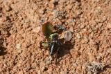 Cricket N. Cape Richtersveld N. P.  Paradyskloof 5.IX.2005 3.JPG