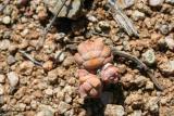 Crassula sp. N. Cape Richtersveld N. P. Domorong Pass 3.IX.2.JPG