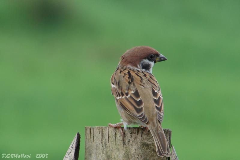 Eurasian Tree Sparrow