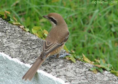 Brown Shrike