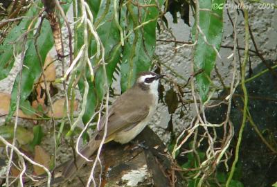 Yellow Vented Bulbul