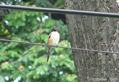 Long Tailed Shrike