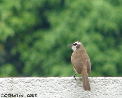 Yellow-Vented Bulbul