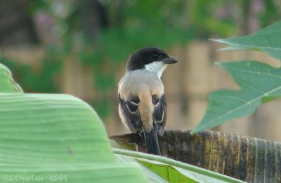 Long Tailed Shrike