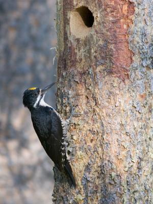 Black-backed Woodpecker male