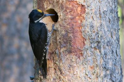 Black-backed Woodpecker : Picoides arcticus