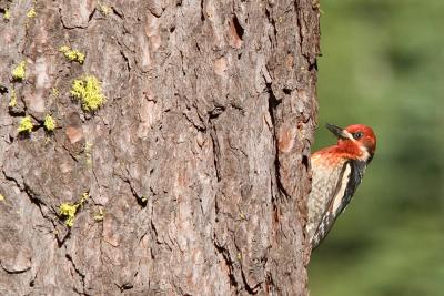 Red-breasted Sapsucker : Sphyrapicus nuchalis