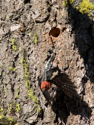 Red-breasted Sapsucker leaving nest