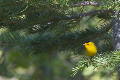 Wilson's Warbler