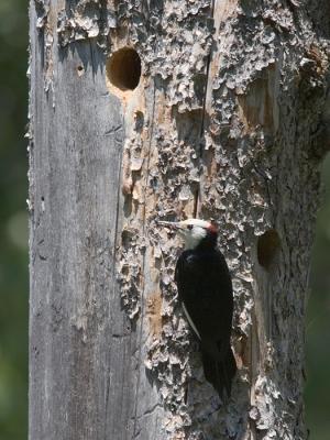 White-headed Woodpecker male arriving at nest