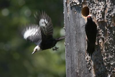 White-headed Woodpecker changeover at nest