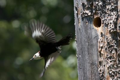 White-headed Woodpecker male leaving nest