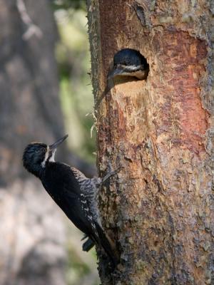 Black-backed Woodpecker changeover at nest