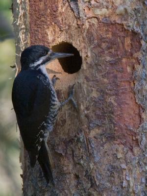 Black-backed Woodpecker female