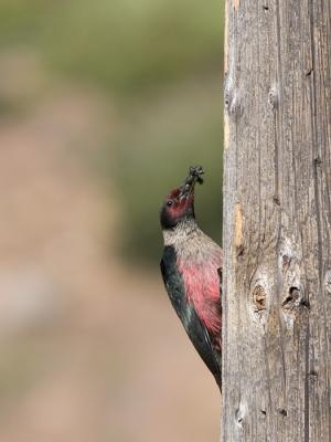 Lewis's Woodpecker bringing food to nest