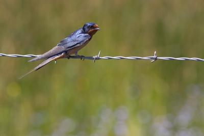 Barn Swallow