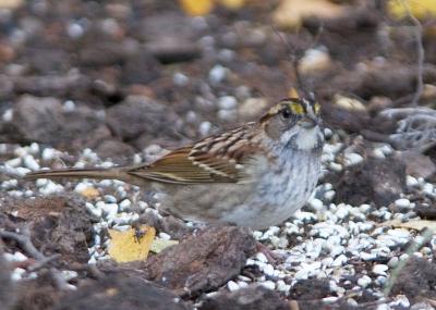 White-throated Sparrow