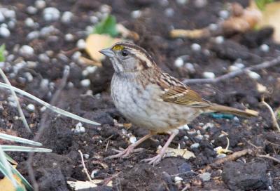 White-throated Sparrow