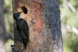 Black-backed Woodpecker male