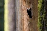 White-headed Woodpecker male bringing food to nest