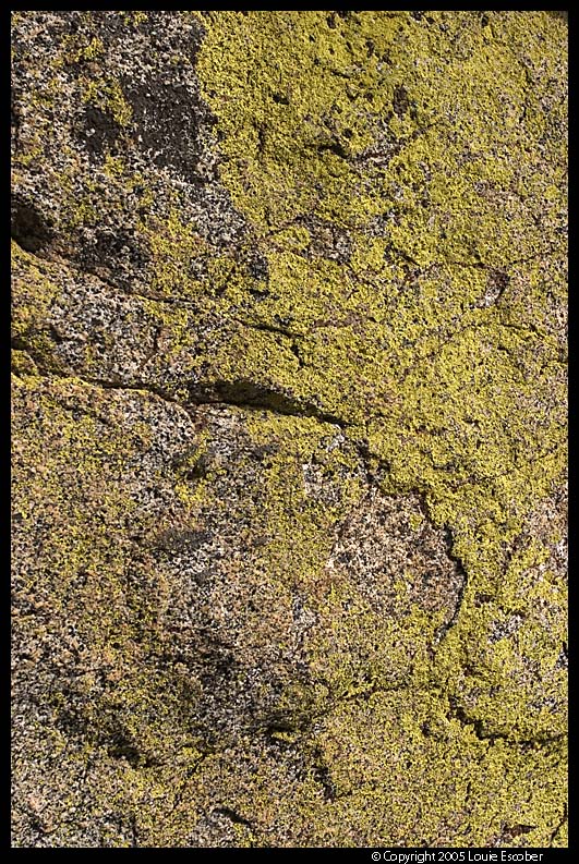 Sequoia05.3.jpg