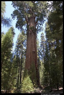 Sequoia01.3.jpg