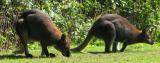 Wallaby Racing