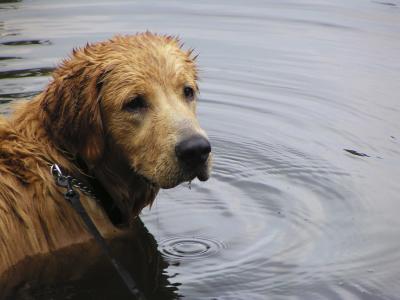 Learning to Swim 2