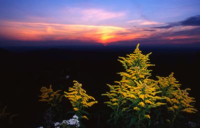 Golden Rods at Sunset.