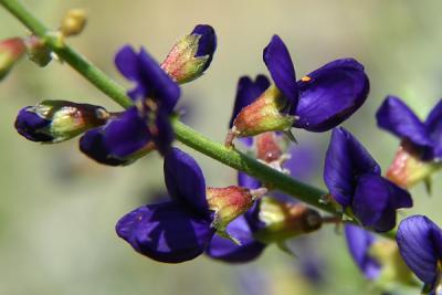 Img_0508 copy.jpg