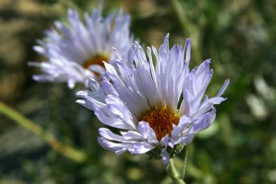 Img_0609 copy.jpg