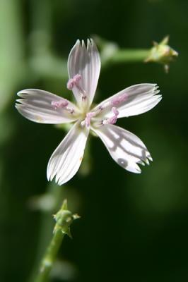 Img_0463 copy.jpg