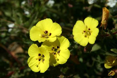 Img_9996 copy.jpg