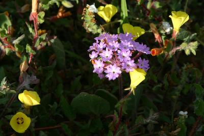 Img_9815 copy.jpg